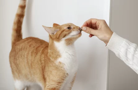 dietologia veterinaria messina