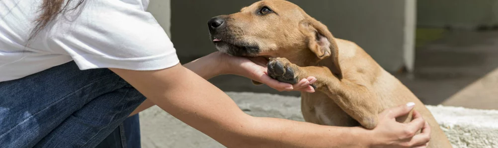 educatore animali messina