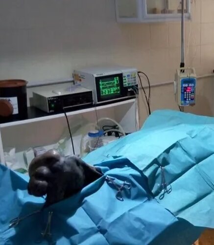 Chirurgia img.lte4mzq1ntkymdu 792w