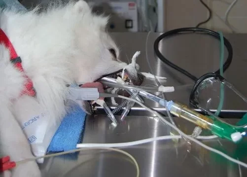 interventi veterinario messina