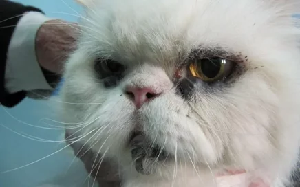 oftalmologia messina (2)