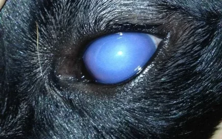 oftalmologia messina (4)