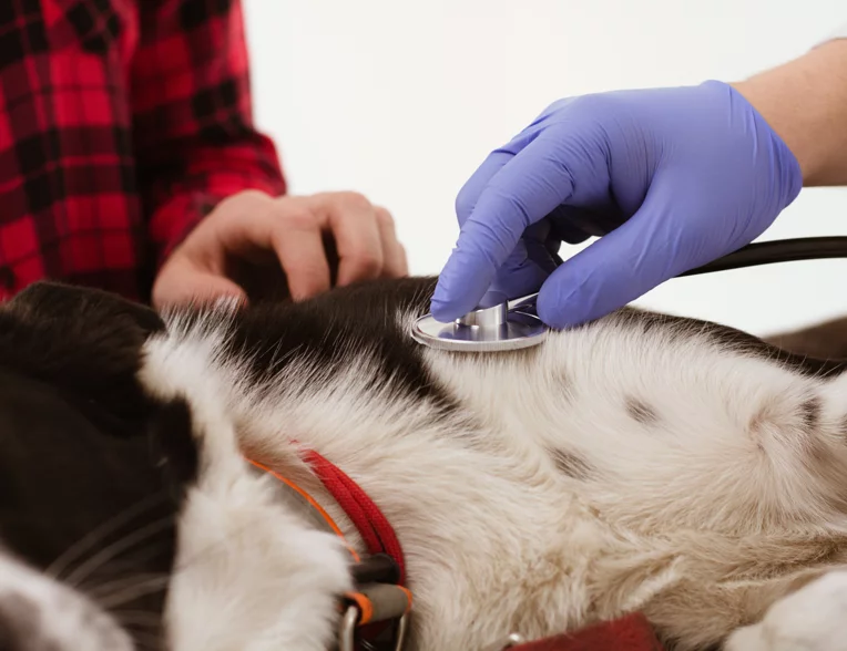 reperibilità veterinario messina